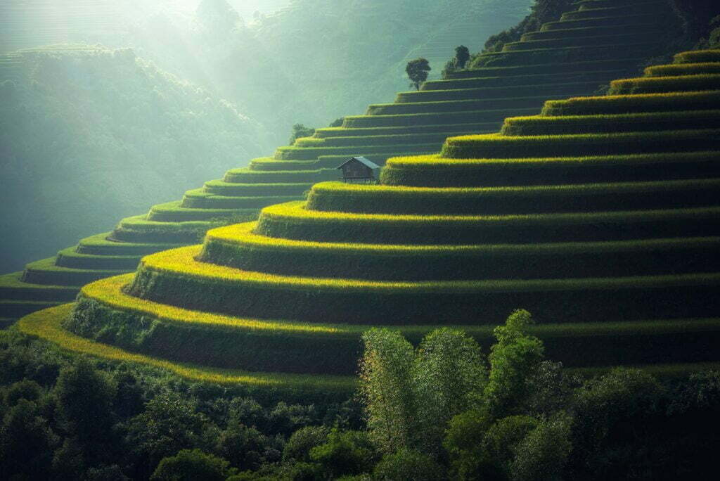 Photo of terraced rice fields climbing a hill, illustrating the concept of 'quotes about business growth', as steady and layered growth is key in business.